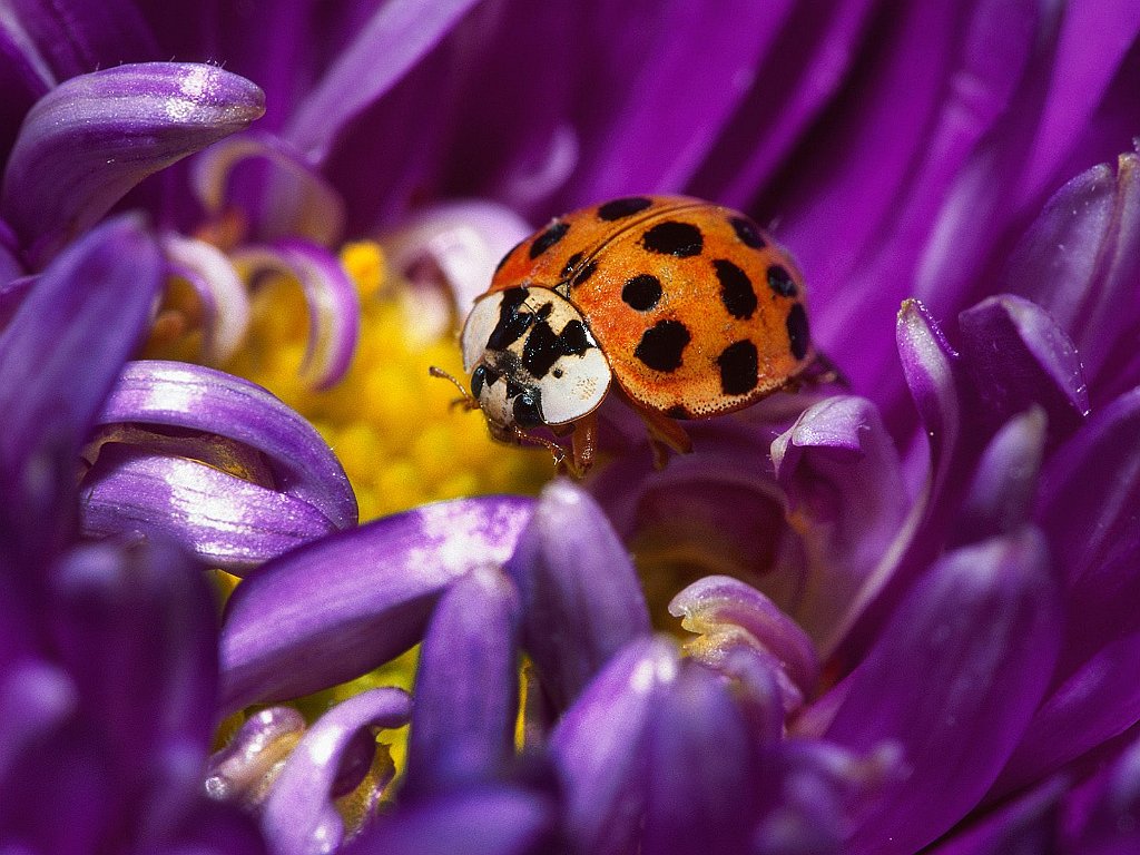 Little Ladybug